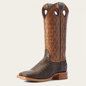 Chocolate Caiman Belly Ariat Relentless Winner's Circle Western Boot | 13KDBXWPJ