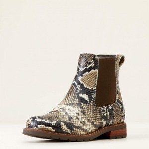 Snake Print Ariat Wexford Chelsea Boot | 24YFJVZNO